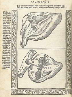 SecciÃ³n del corazÃ³n por Giacomo Berengario da Carpi, obtenido de la National Library of Medicine (NLM)